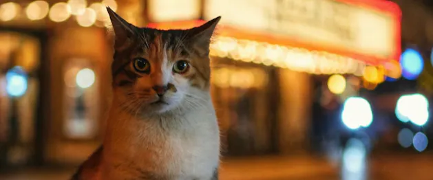 CatVideoFest 2026
