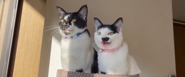 CatVideoFest 2025