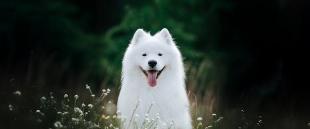 Top Dog Film Festival 2026