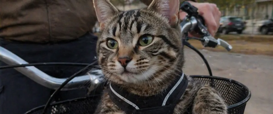 CatVideoFest 2026