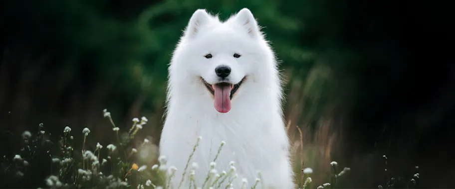 Top Dog Film Festival 2026