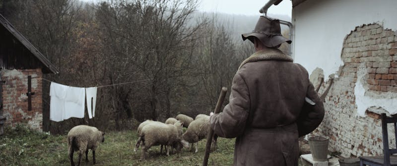 The Shepherd