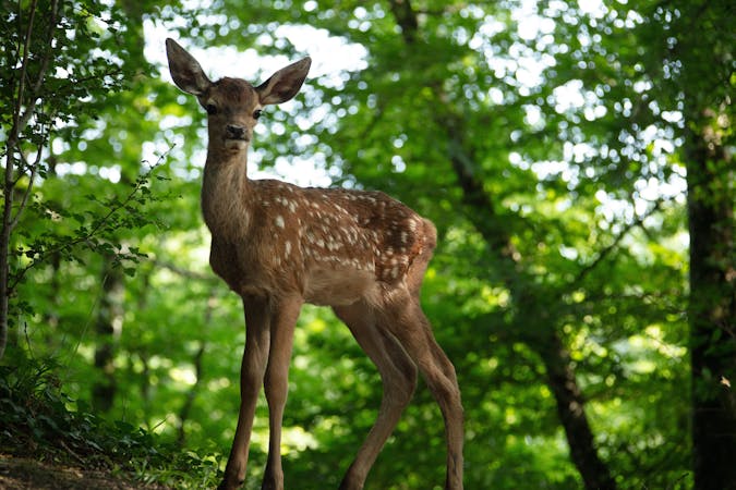 Bambi, a Tale of Life in the Woods