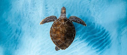 Ocean Film Festival World Tour 2026