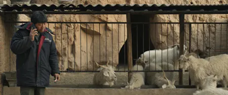 Three Castrated Goats (2024)