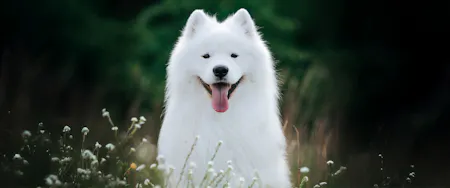 Top Dog Film Festival 2026