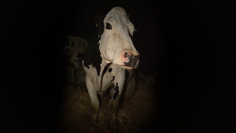 Cow
