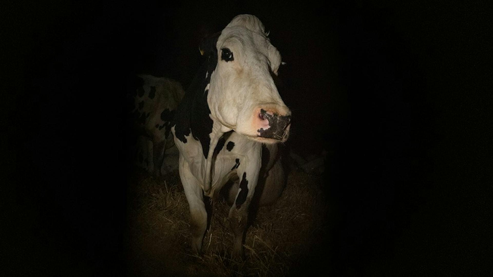 Cow